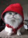 hoodie-red-cat.jpg