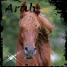 arabgif.gif